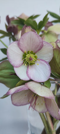 Hellebore Greeting Card