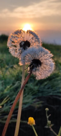Dandelions at sunrise Greeting Card