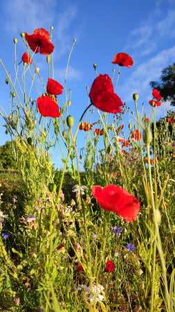 Poppy Greeting Card