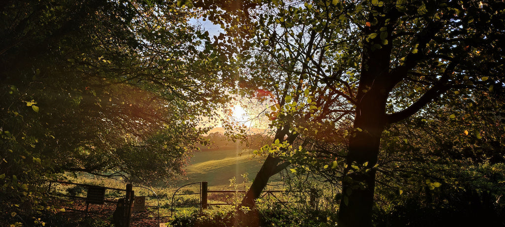 Dappled Trees Greeting Card