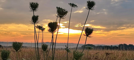 Seedheads at Sunrise Greeting Card