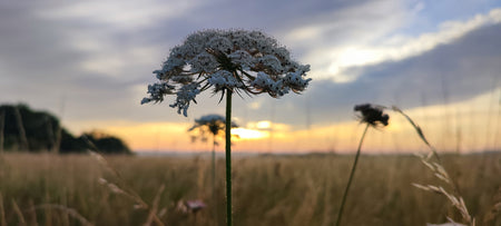 Flowers at sunrise Greeting Card