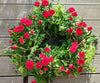 Living Wreath