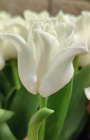 Tulip Greeting Card